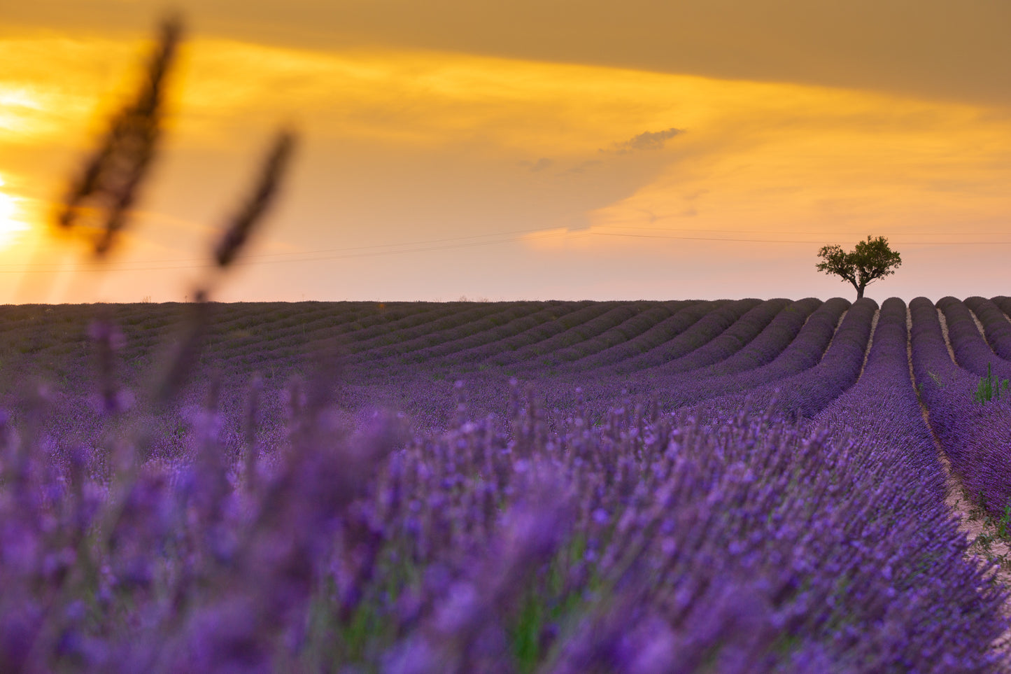 French lavender field with a beautiful sunset